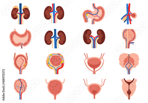 Grid of illustrations showing human organs kidneys stomach bladder etc