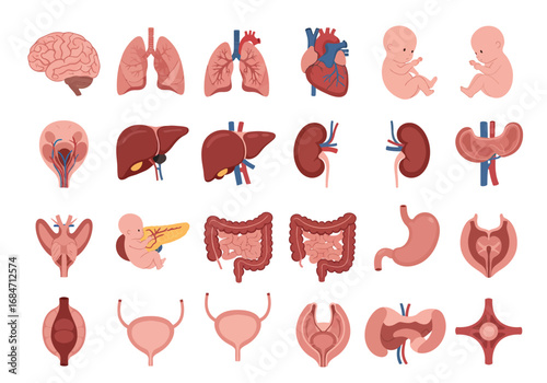 Human organ illustration displaying 24 anatomical components