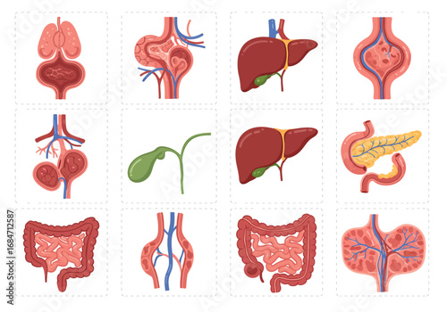 Human organ illustrations arranged in a grid pattern depicting various internal body parts