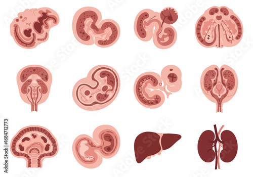 Twelve anatomical drawings display organ development in crosssections