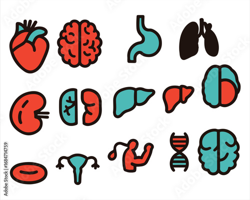 Human organ