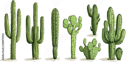 Collection of diverse desert cacti species standing tall against a clean white background