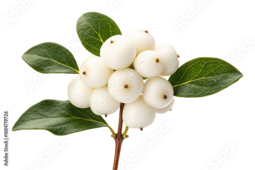 Branch of a snowberry plant with white berries and green leaves isolated with transparent background