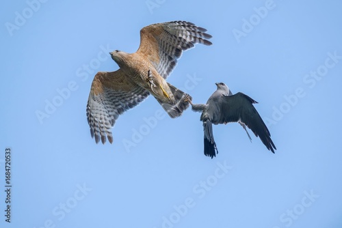 Red-shouldered hawk fighting Mississippi kite from trying to steal food
