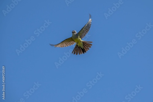 Western kingbird hovering under Blue Sky