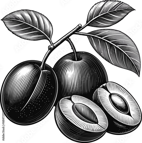 Plum fruits line art design