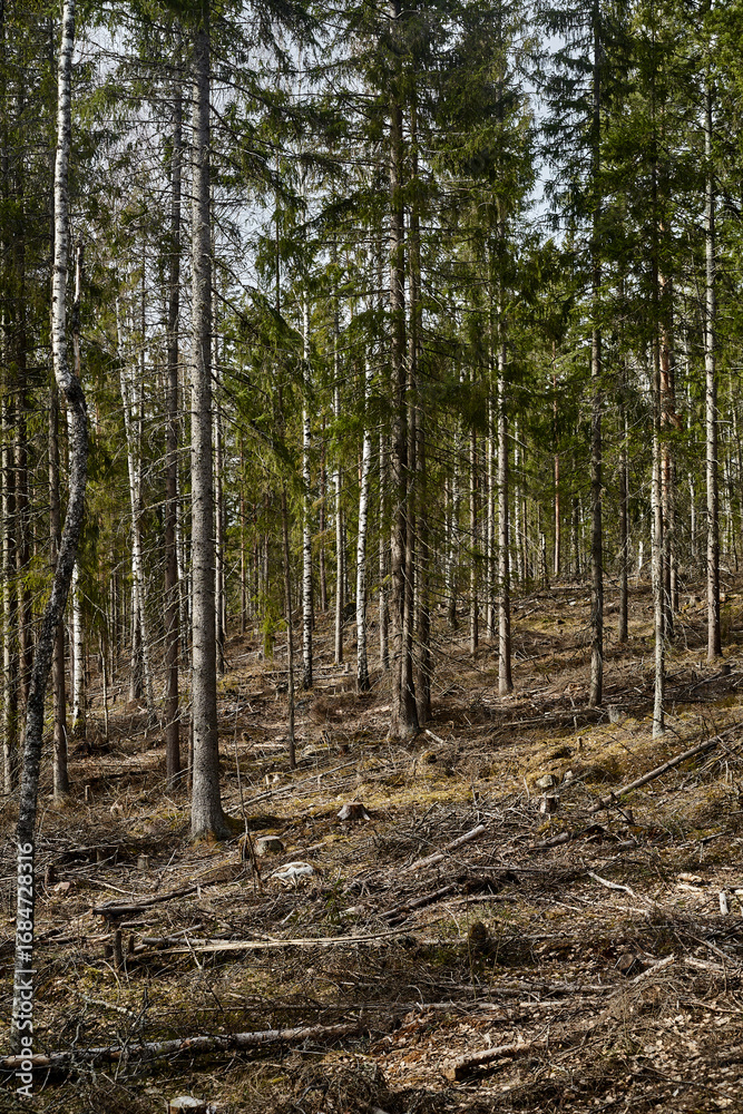 Fototapeta premium pine forest in the autumn