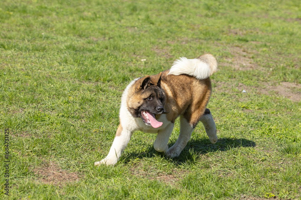 Obraz premium American Akitas walking in the grass