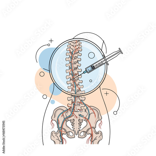 Exploring the spinal column and its crucial role in human physiology
