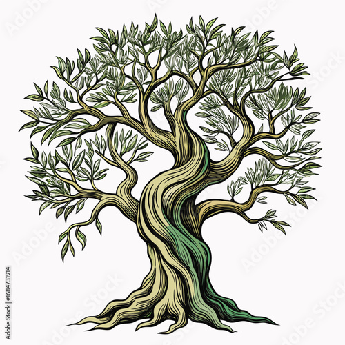 A rugged olive tree with twisted branches and small fruits, a classic illustration on a clean white background, for nature or Mediterranean themes.