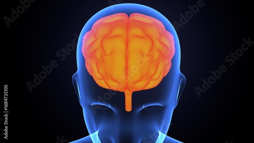 Human brain anatomy. 3d illustrations