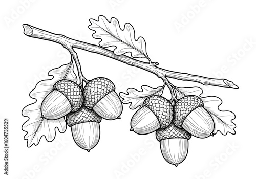 Detailed illustration of an oak tree branch with acorns and leaves drawn in black and white ink