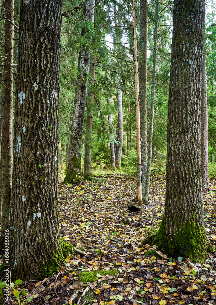 Fototapeta premium path in the forest