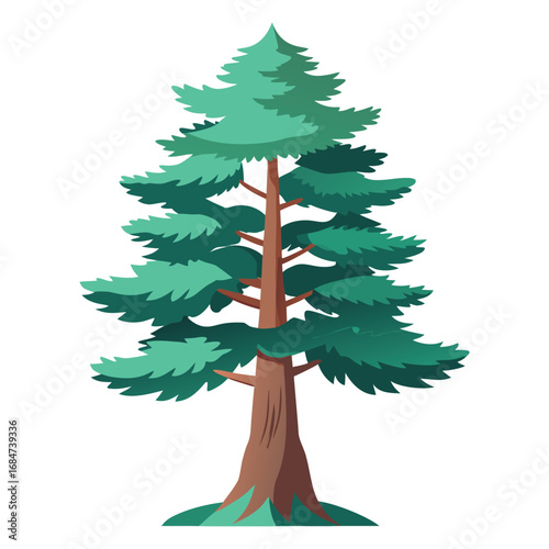 A tall cedar tree with dense, tiered branches, a classic illustration on a clean white background, for nature, forest, and holiday themes.