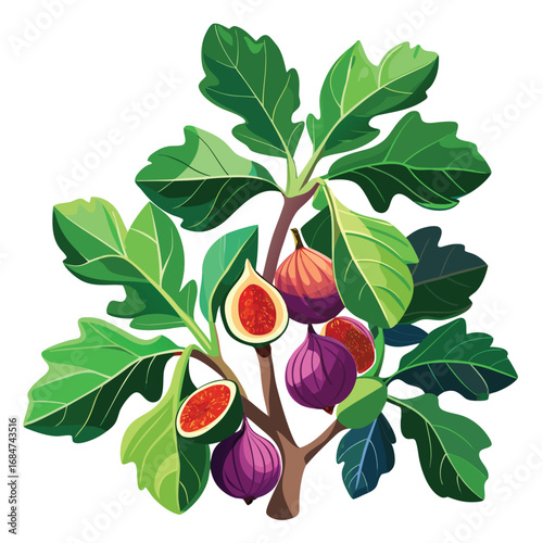A vibrant fig tree with broad leaves and ripe figs, a healthy and detailed illustration on a clean white background, for nature or food themes.