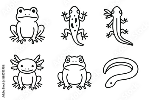 Black and white illustrations of amphibians and reptiles: frogs, salamanders, axolotl, eel