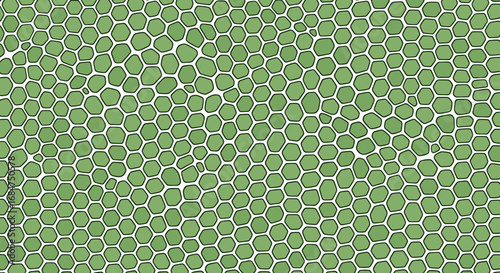 Illustration of a green cellular structure with white outlines.