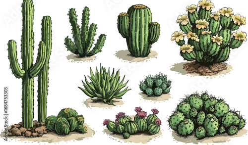 Collection of diverse desert cacti and succulents showcasing unique shapes and textures in a studio setting