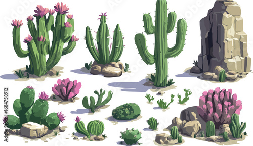 Collection of various desert cacti and succulents with blooming flowers and rocky terrain