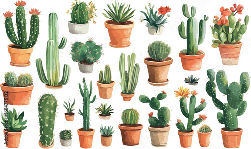 Collection of various potted cacti and succulents in terracotta pots against a white background