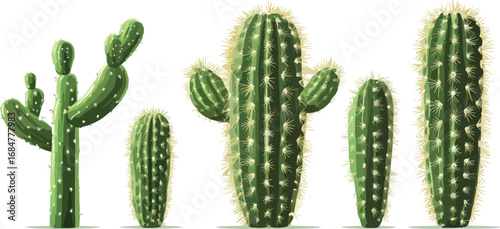 A collection of five different green cacti plants arranged in a row against a white background