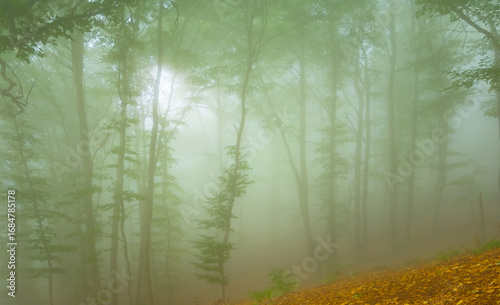 forest growth on mount slope in dense mist, calm outdoor mountain scene