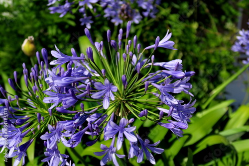 Fleur d'Agapanthe ou Lila africaine (Agapanthus praecox ou Agapanthus africanus). Fleurs bleues sur fond vert.