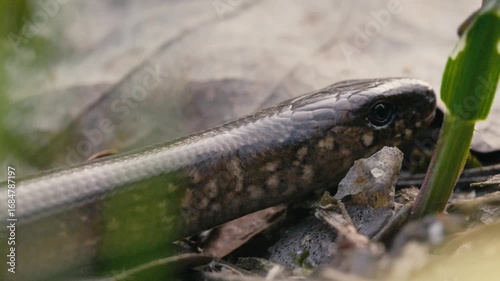 Slow Motion of a Legless Lizard Crawling and Flicking Tongue in Forest