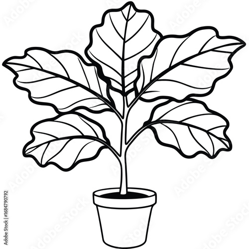 Black and White Outline Illustration of a Fiddle Leaf Fig Plant with Five Leaves houseplant indoor plant