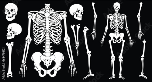 Anatomical illustration of human skeleton bones isolated on black background medical illustration for education