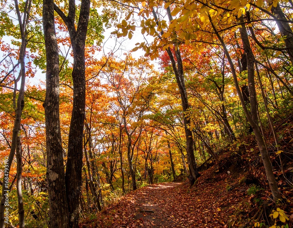 Fototapeta premium Autumn forest path. Sunlight streams through colorful trees