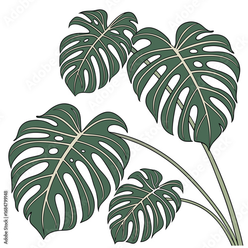 Group of Green Swiss Cheese Plant Leaves with Detailed Veins monstera leaf