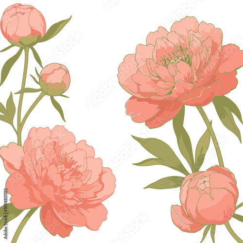 Delicate peach-colored peony blossoms and buds in various stages of bloom, displayed against a plain white background. Colorful floral design for a greeting card or print.