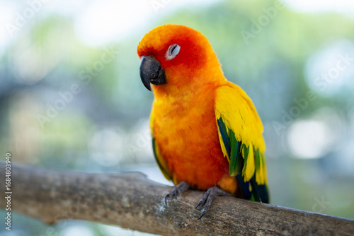 Sun Conure Parrot Sleeping on a Branch