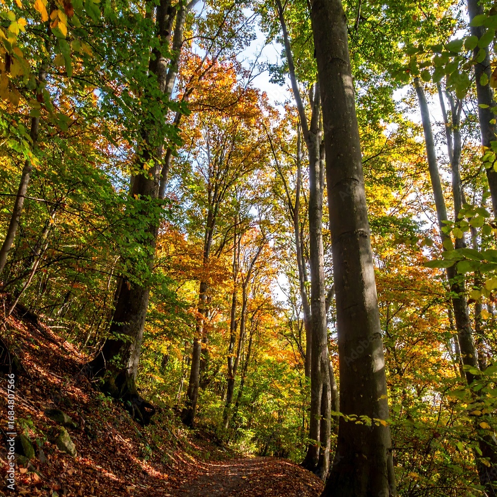 Obraz premium Autumn forest path (3)