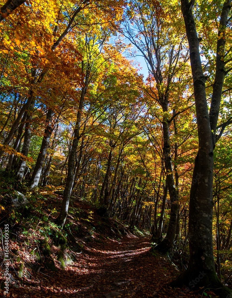 Fototapeta premium Autumn forest path (10)