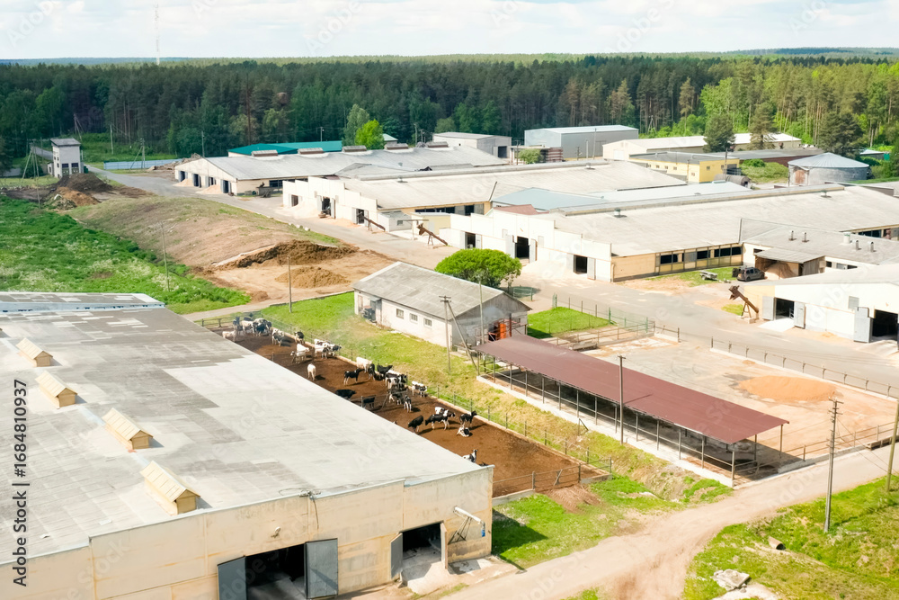 Fototapeta premium view of a modern cow farm in a deciduous forest