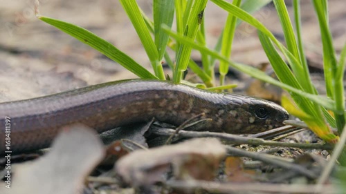 Close-Up of a Legless Lizard Crawling and Flicking Tongue in Sunlight