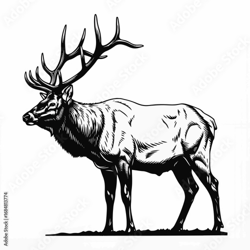 Majestic elk stands, showcasing its powerful build and impressive antlers. This noble elk gazes into distance, exuding strength and grace in monochrome.