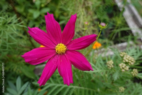 Schmuckkörbchen - Cosmea - Cosmos Bipinnatus