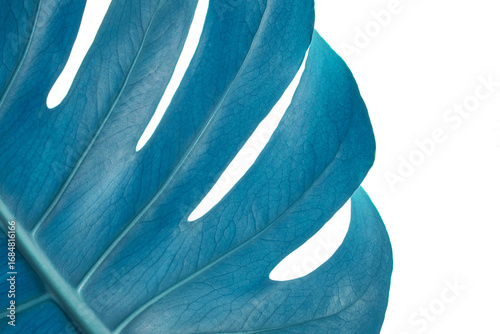 Close-up of blue monstera leaf with detailed veins and white background.