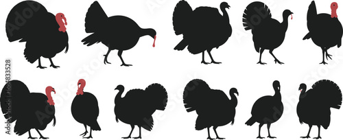 Turkey bird silhouette collection, farm animal vector illustration, Thanksgiving holiday design, wildlife poultry graphic set for decoration and print