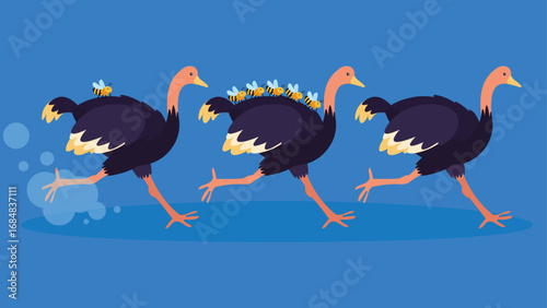 Three black ostrich birds running on blue background. Vector illustration.