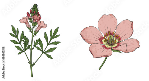 Delicate botanical art featuring pink wildflower and blossoming herb