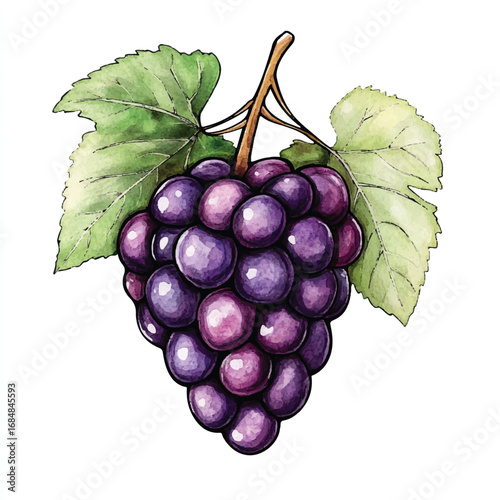 Watercolor Illustration of a Lush Grape Bunch with Vibrant Leaves (2)