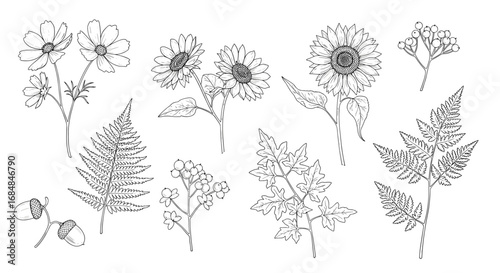 Botanical sketch of flowers and leaves: sunflowers, ferns, acorns, cosmos, berries