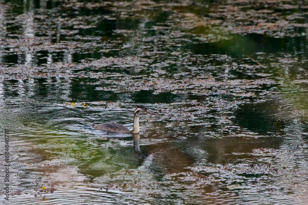 Obraz premium a juvenile (Podiceps cristatus) on a lake on a summer day