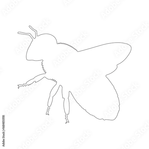 Minimal Fly Line Drawing – Insect Outline Vector for Educational Use