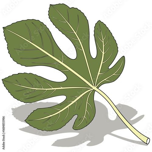 Detailed illustration of a single green fig leaf with prominent veins and a shadow