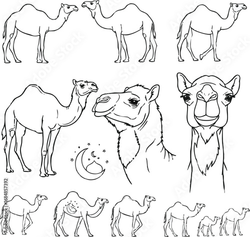 create Desert camel flat, outline vectors silhouette set. Sand animal transport, Egypt Arab travel mammal with hump, camel portrait illustration signs. Elements for holiday of sacrifice and for Eid al